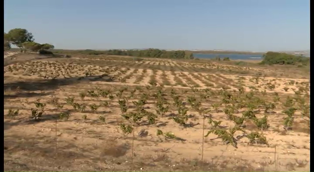 Imagen de Las Lagunas de la Mata y Torrevieja celebrarán 