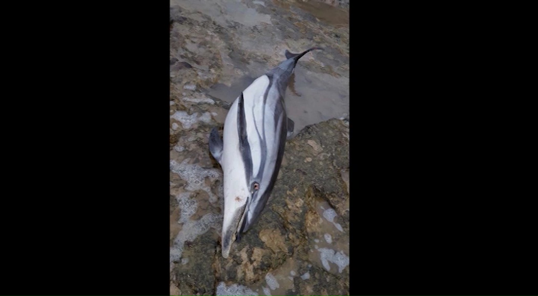 Imagen de Hallado sin vida un delfín listado varado en la cala de la Zorra