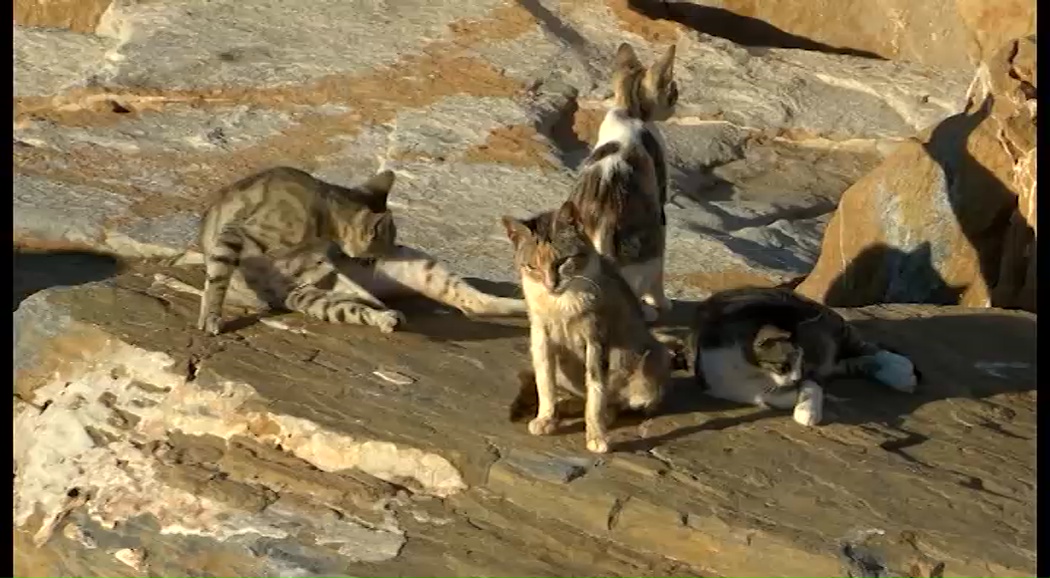 Imagen de Protección animal y CES activan un protocolo para evitar que separen camadas de gatos de sus madres