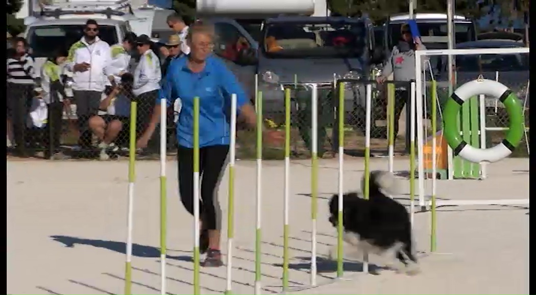 Imagen de 80 perros se juegan en Torrevieja la clasificación para el Campeonato Nacional de Agility