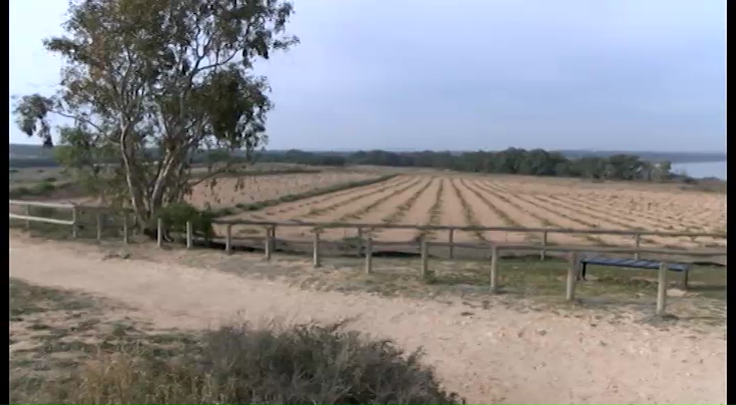 Imagen de Torrevieja presenta un proyecto de recuperación y puesta en valor de los viñedos de La Mata