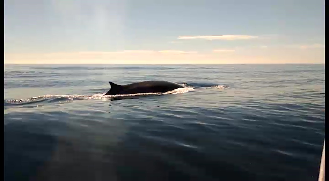 Imagen de Tres rorcuales comunes recorren la costa de Torrevieja