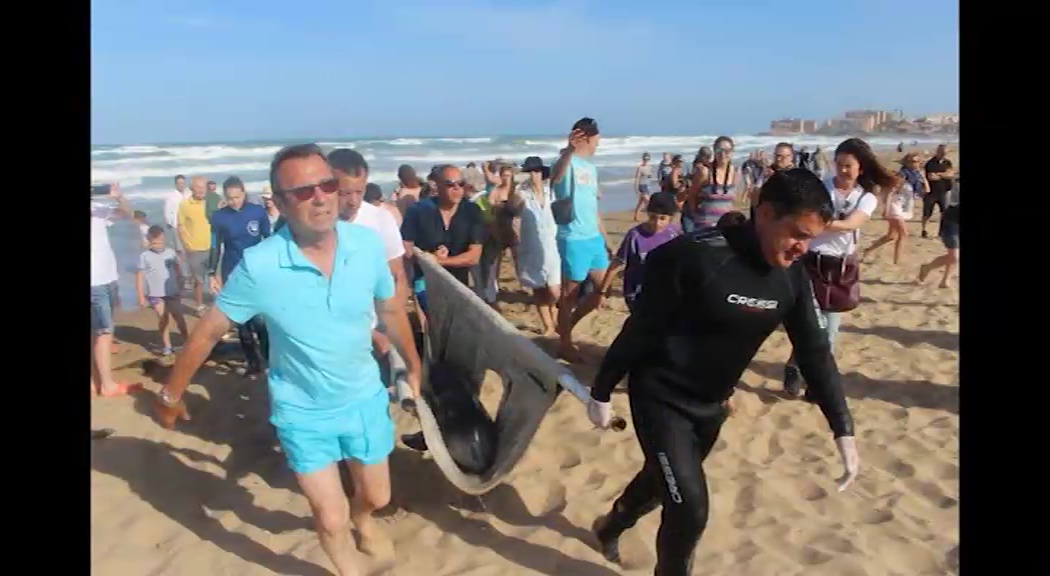 Imagen de Fallece la cría de calderón gris encontrada en la Playa de La Mata