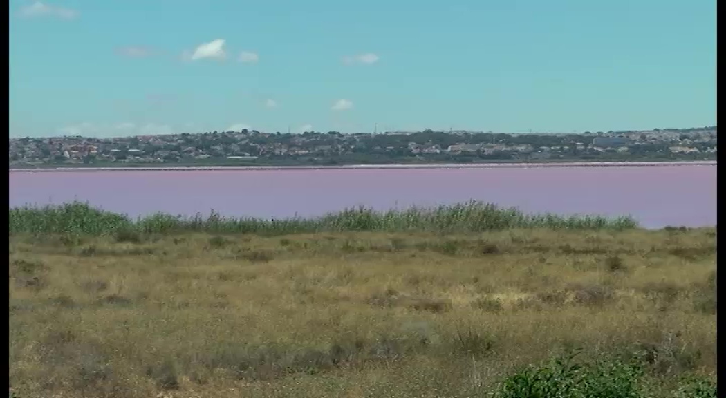 Imagen de Este fin de semana concluyen las jornadas dedicadas a las Lagunas de La Mata y Torrevieja