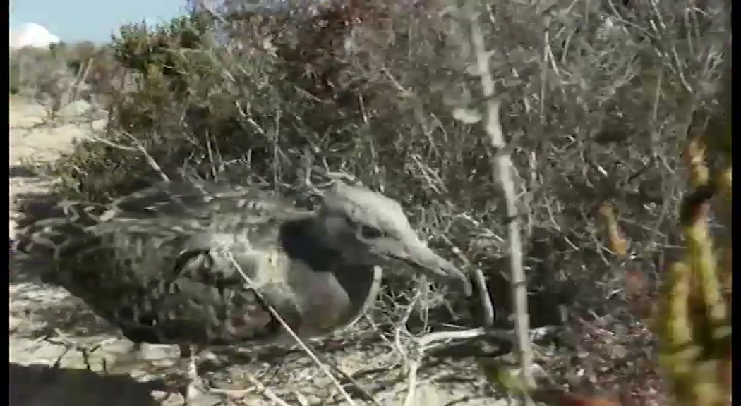 Imagen de 200 pollos de gaviota audouin son anillados en el parque natural