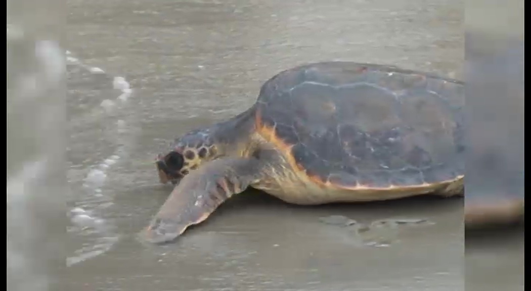 Imagen de La playa de los Náufragos, escenario para una posible puesta de huevos de tortuga marina