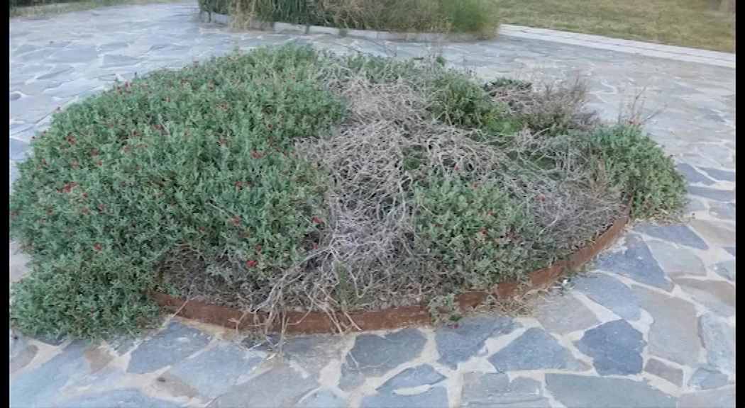 Imagen de La PIM denuncia el abandono del Parque Aromático