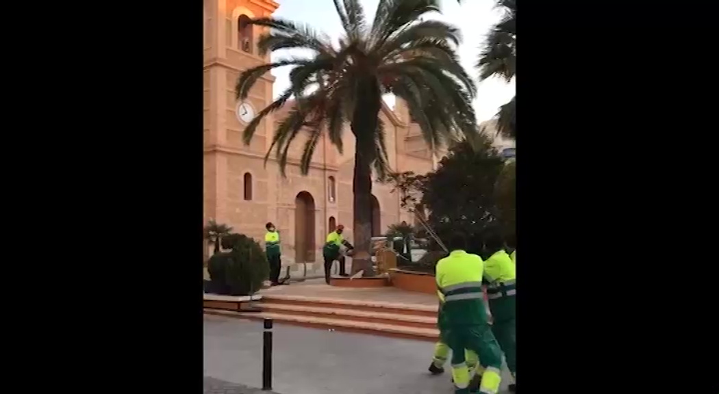 Imagen de La Plaza de la Constitución se queda sin arbolado