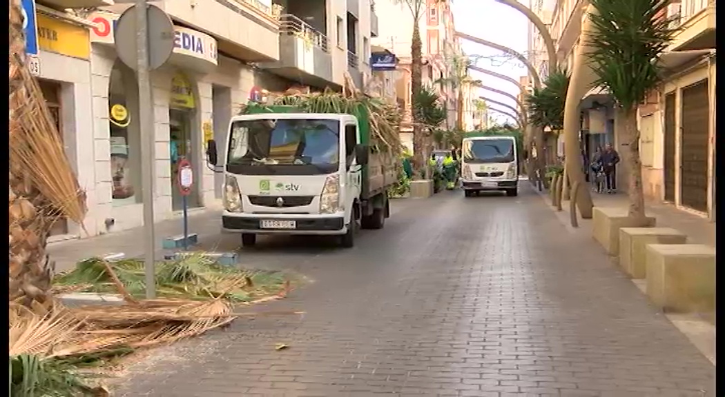 Imagen de Poda de palmeras en calle Caballero de Rodas