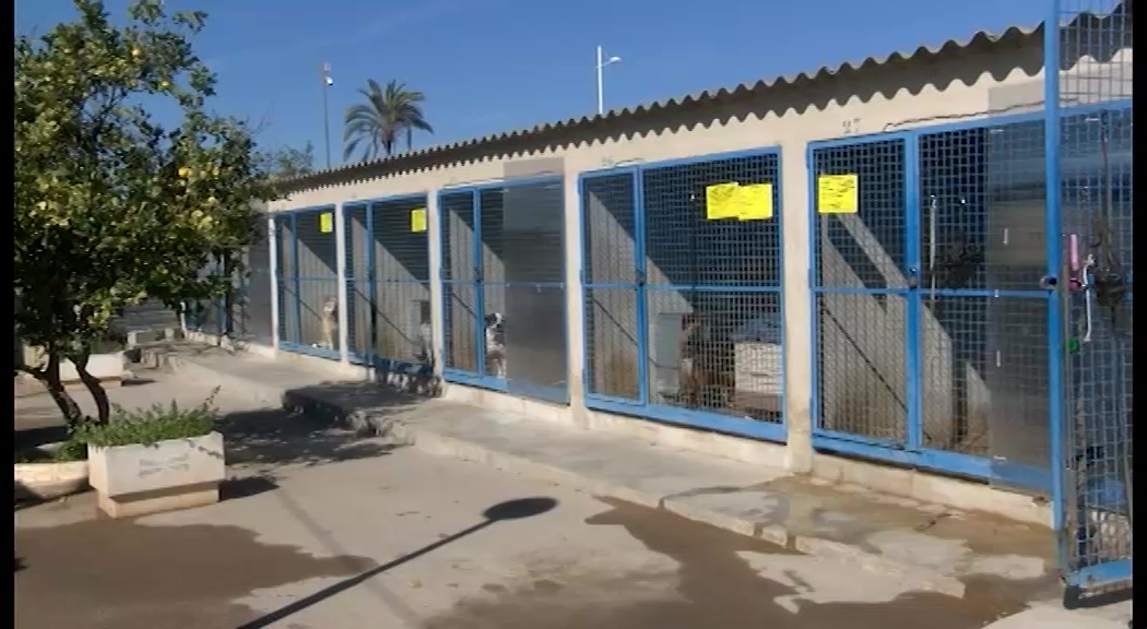 Imagen de Los servicios veterinarios del Albergue Municipal de Animales sin contrato desde diciembre de 2017