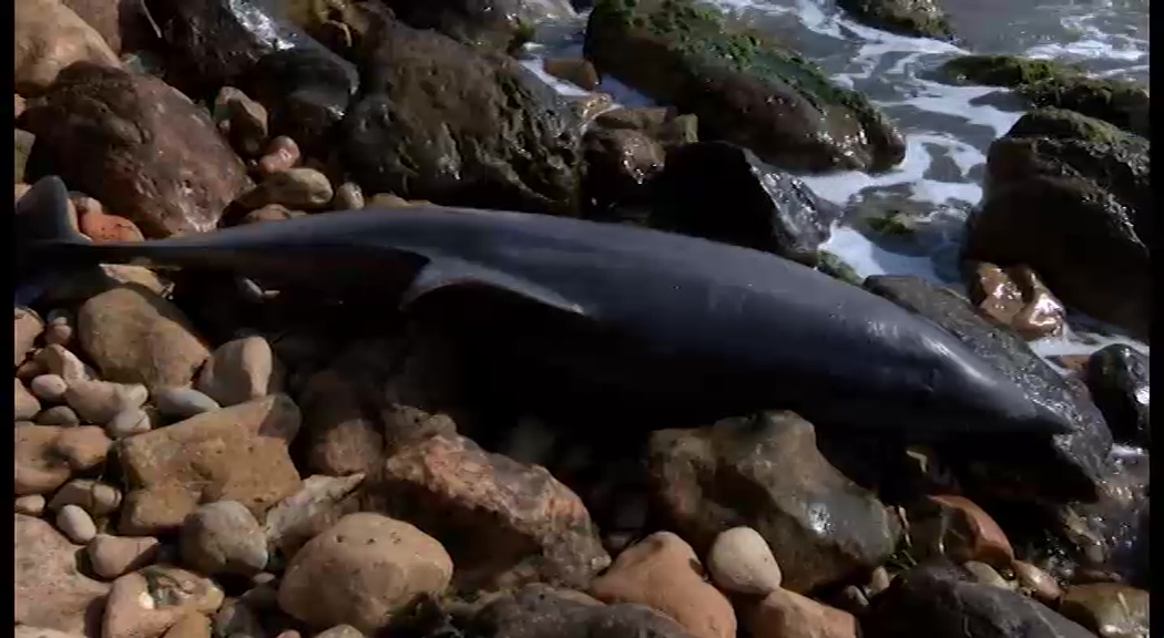 Imagen de Aparece un delfín muerto en cala La Zorra