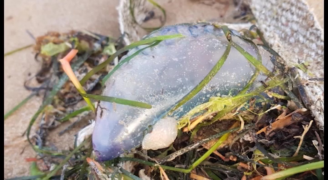 Imagen de Continúan apareciendo más carabelas portuguesas en La Mata