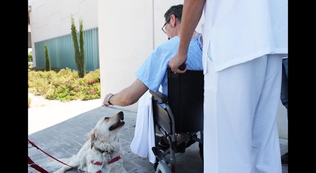 Imagen de El Hospital de Torrevieja permitirá visitas de mascotas a los pacientes ingresados