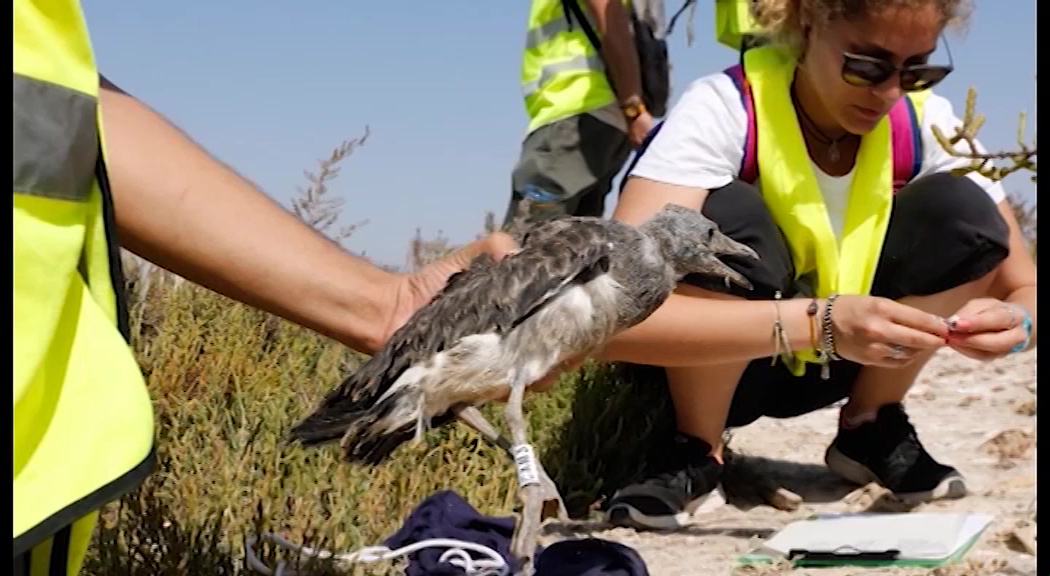 Imagen de Nuevo anillamiento de pollos de gaviota audouin en Torrevieja