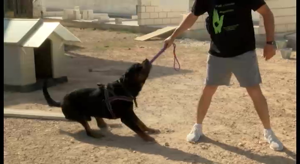 Imagen de Un rottweiler del Albergue de animales de Torrevieja protegerá a una víctima de violencia de género