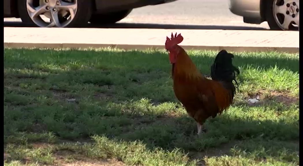 Imagen de Los gallos campan a sus anchas por el barrio del Acequión