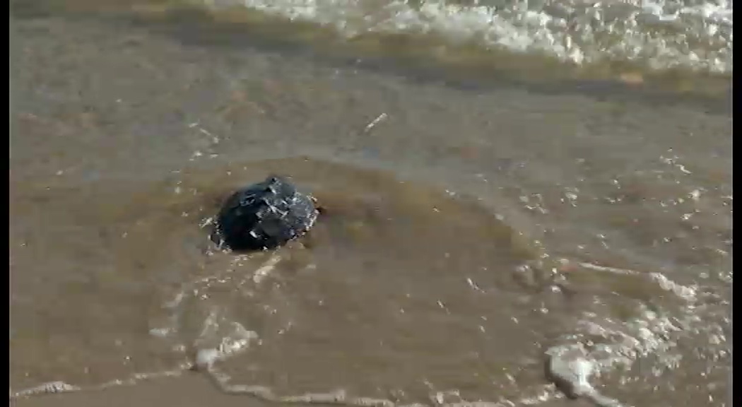 Imagen de Rescatada una tortuga boba en Torrevieja