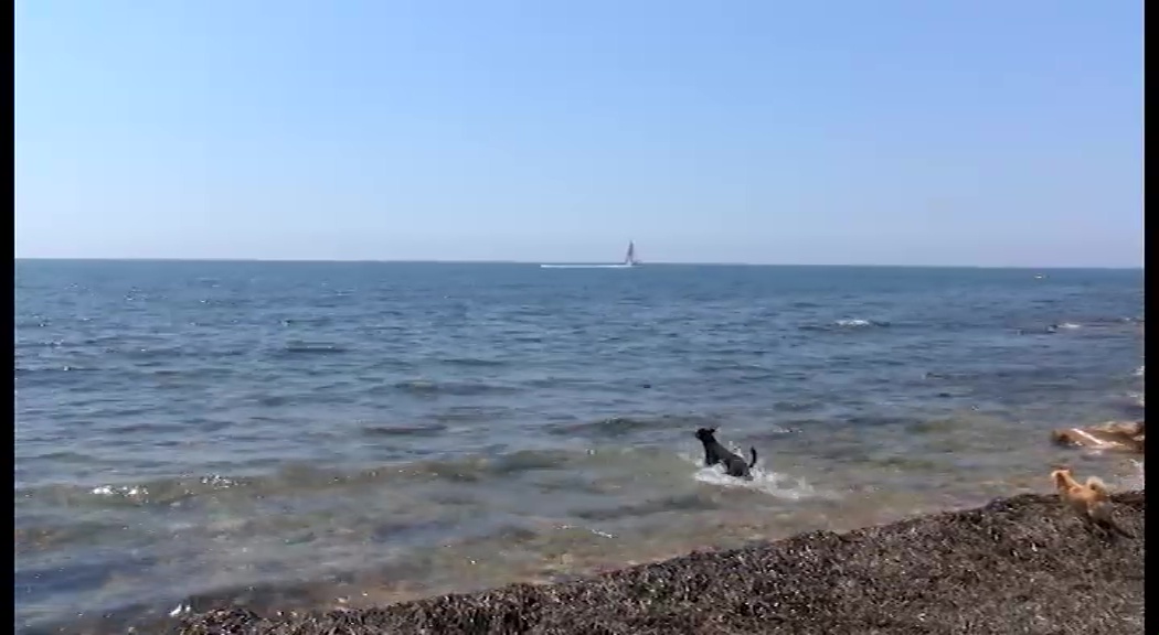Imagen de Desestimada la suspensión cautelar de las playas para perros demandada por una comunidad