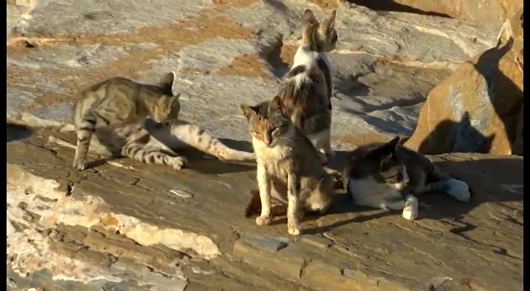 Imagen de Torrevieja se suma por tercer año consecutivo a la campaña de castración de gatos callejeros