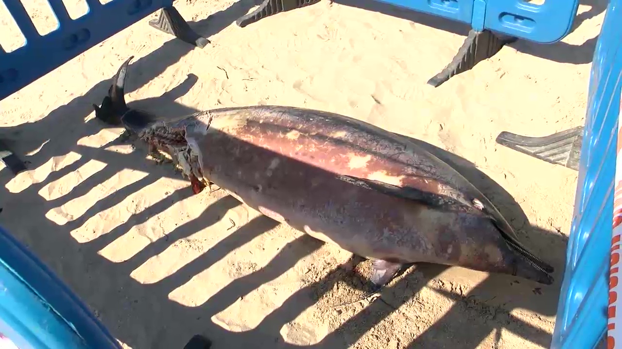 Imagen de Varamiento de un delfín listado en la Playa del Cura