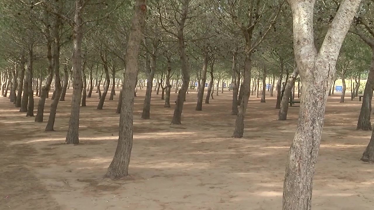 Imagen de Unas 1500 personas acamparán en el paraje de Lo Albentosa durante los días de Pascua