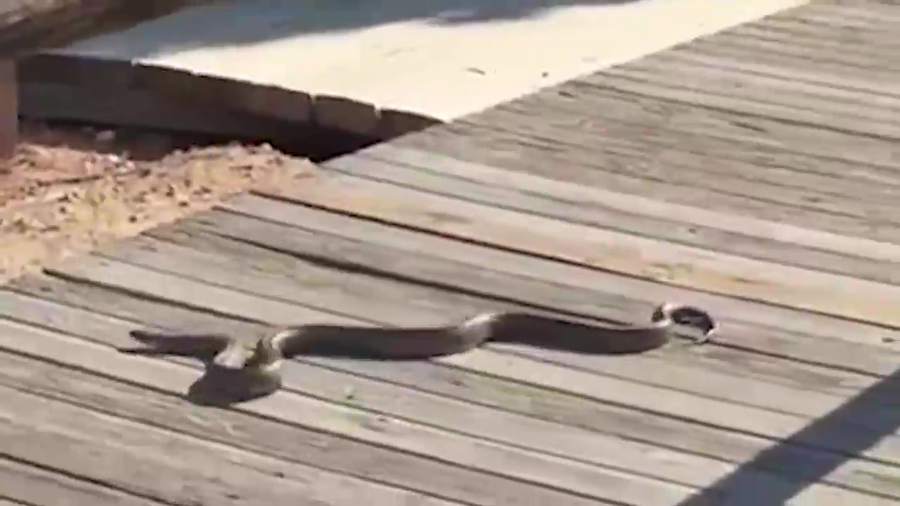 Imagen de Impresionante culebra de escalera en el Parque Natural