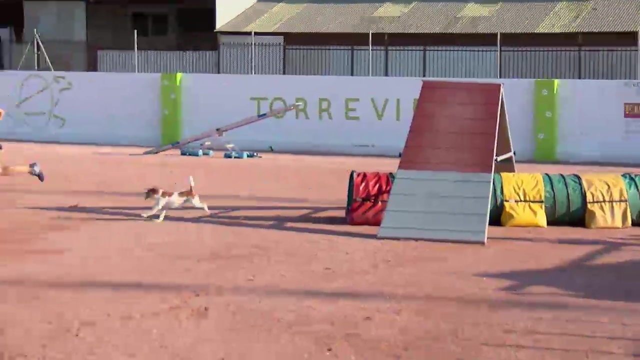 Imagen de XX Campeonato de Agility Ciudad de Torrevieja