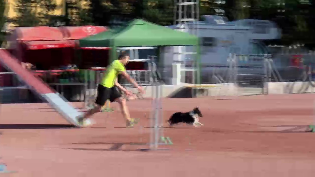 Imagen de XXI Pruebas de Agility Ciudad de Torrevieja