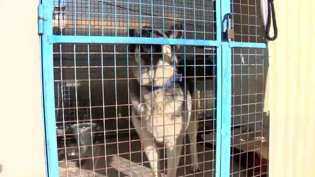 Imagen de Desfile canino para fomentar la adopción