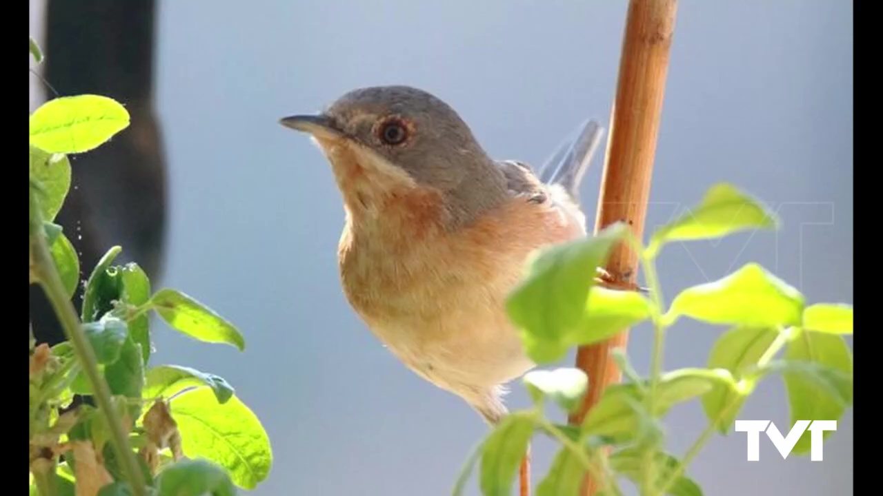 Imagen de Los increíbles efectos del confinamiento en la naturaleza