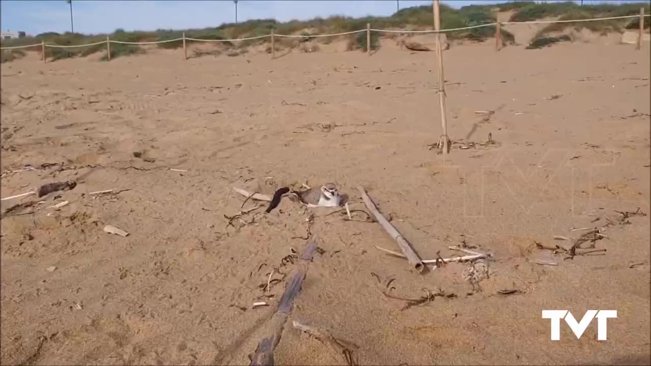 Imagen de Aparecen nidos de chorlitejo patinegro en la playa de La Mata