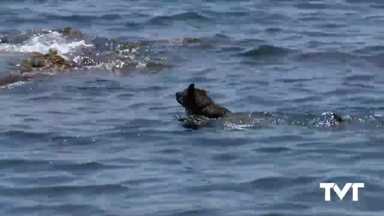 Imagen de El PSOE califica el espacio habilitado para playa canina como «escaso y lejano»