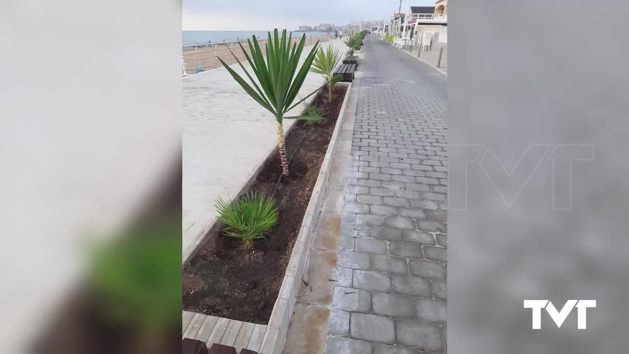 Imagen de Plantan yucas, palmitos, taráis y palmeras en los paseos de las playas