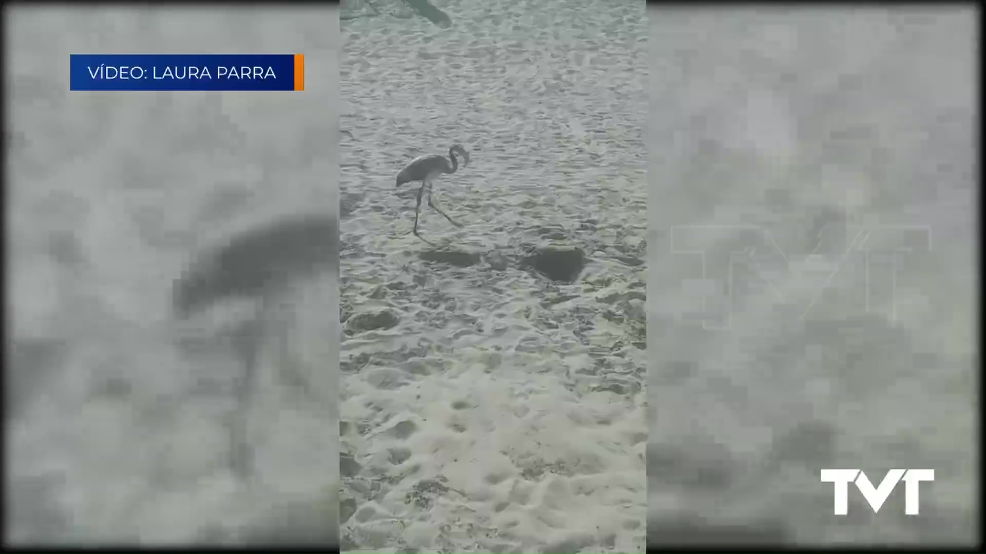 Imagen de Flamencos de la Laguna de Torrevieja fuera de su hábitat natural