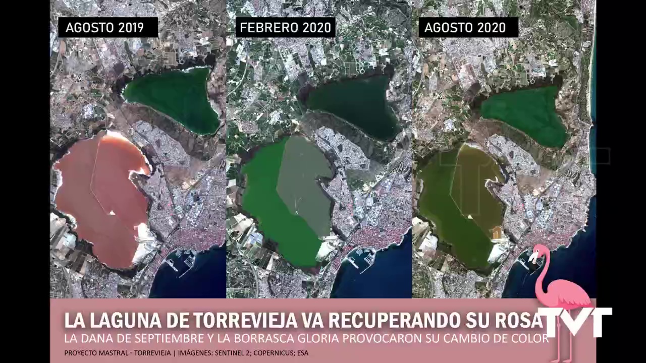 Imagen de La laguna de Torrevieja va recuperando, poco a poco, su color rosa