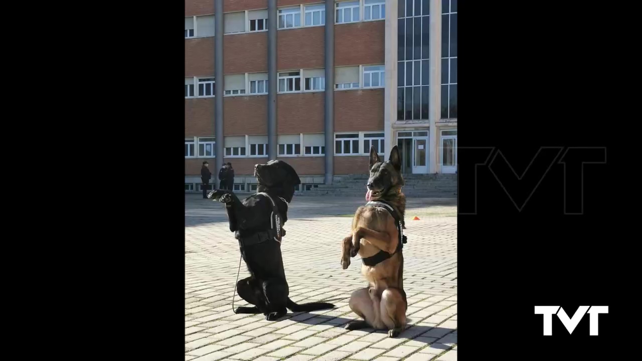 Imagen de Condecorados seis canes de la Policía Nacional