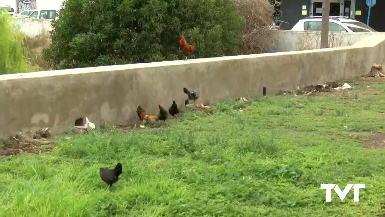 Imagen de Captura de aves domésticas para trasladarlas a fincas