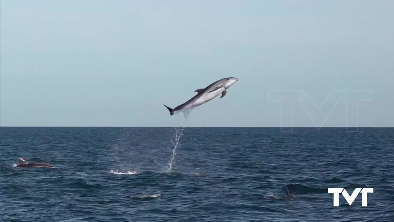 Imagen de Numerosos delfines mulares recorren la costa torrevejense