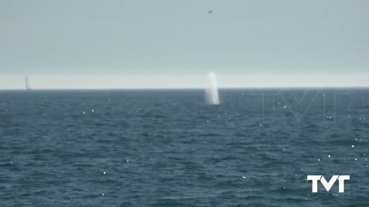 Imagen de Avistamiento de un Rorcual Común frente a la costa torrevejense