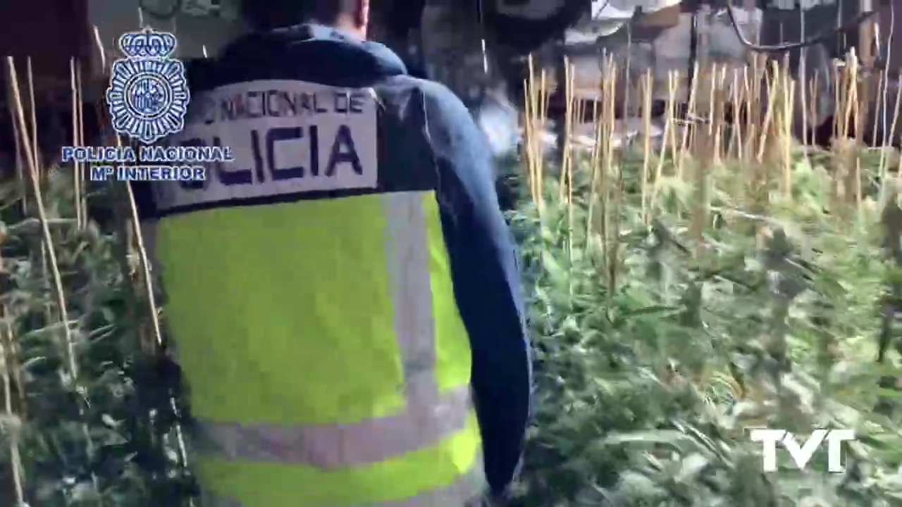 Imagen de PN desarticula grupo criminal dedicado a la plantación y distribución de marihuana