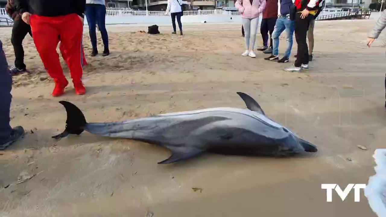 Imagen de Hallado cuerpo de delfín listado en la Playa de Los Locos