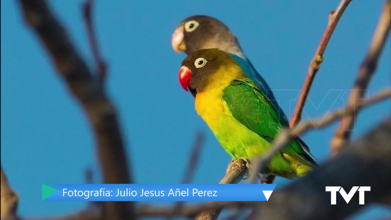 Imagen de Censo de aves exóticas y Rabilargos