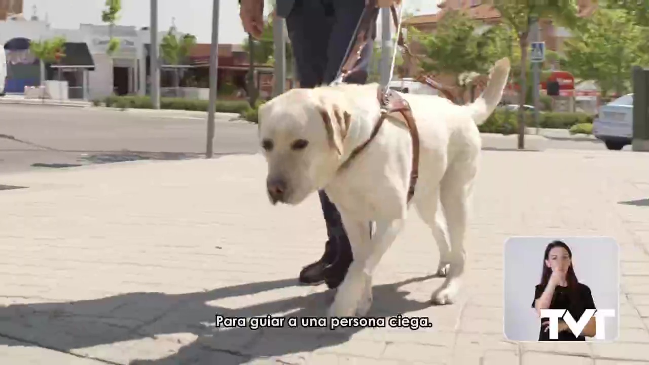 Imagen de Perros guía que se convierten en los ojos de la persona ciega