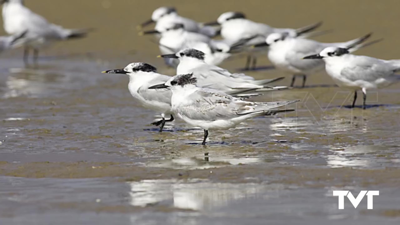 Imagen de Una nueva especie nidifica en las Salinas de Torrevieja: el Charrán Patinegro