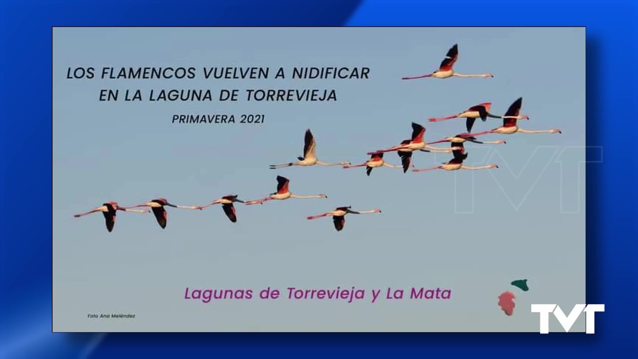Imagen de Los Flamencos vuelven a nidificar en la Laguna de Torrevieja