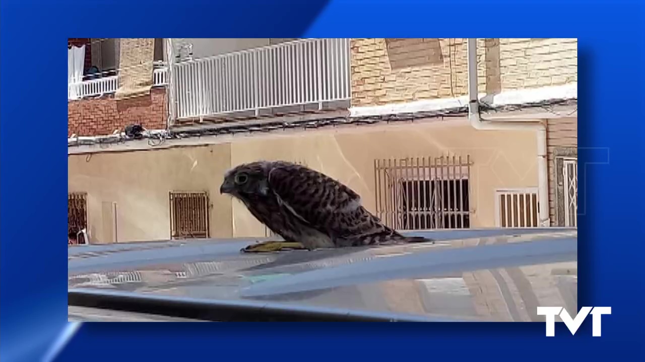 Imagen de Rescatado ejemplar de cernícalo en un barrio de Torrevieja