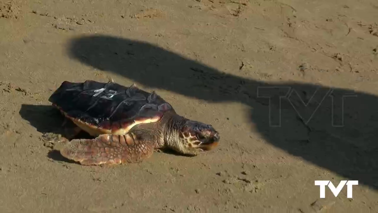 Imagen de Comienza el periodo álgido en el que las Tortugas Bobas eligen las playas para desovar