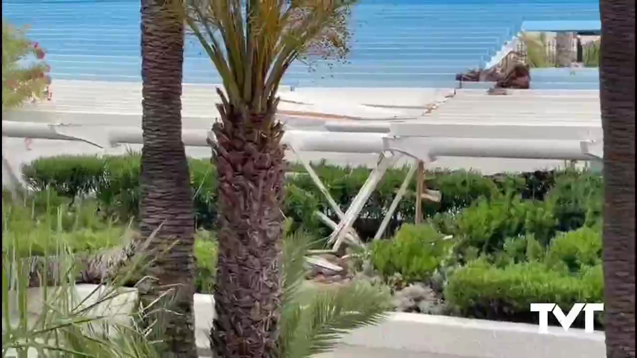 Imagen de Cae una palmera de grandes dimensiones sobre la pérgola del Paseo Vista Alegre