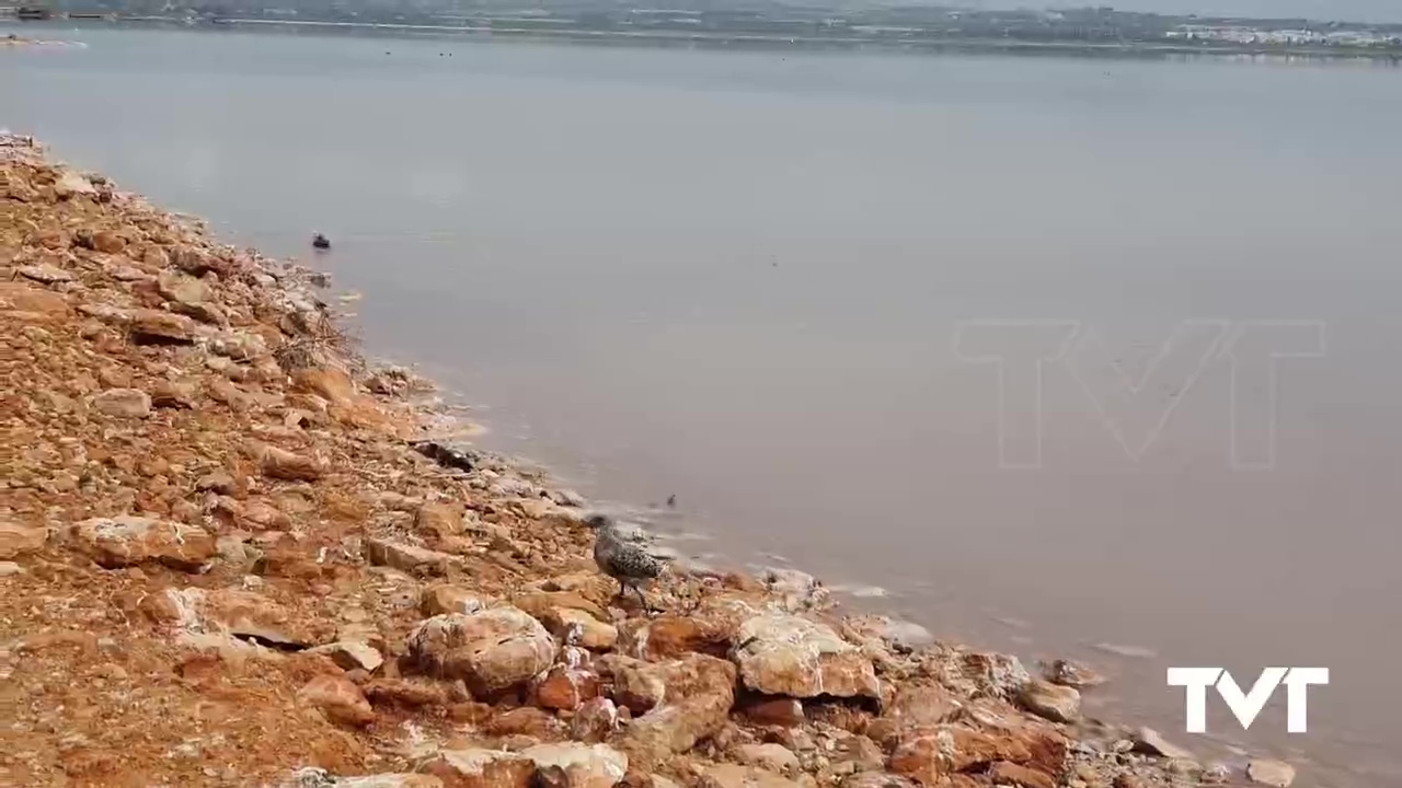 Imagen de 196 pollos de Gaviota Audouin han sido hoy anillados en el entorno de las Salinas