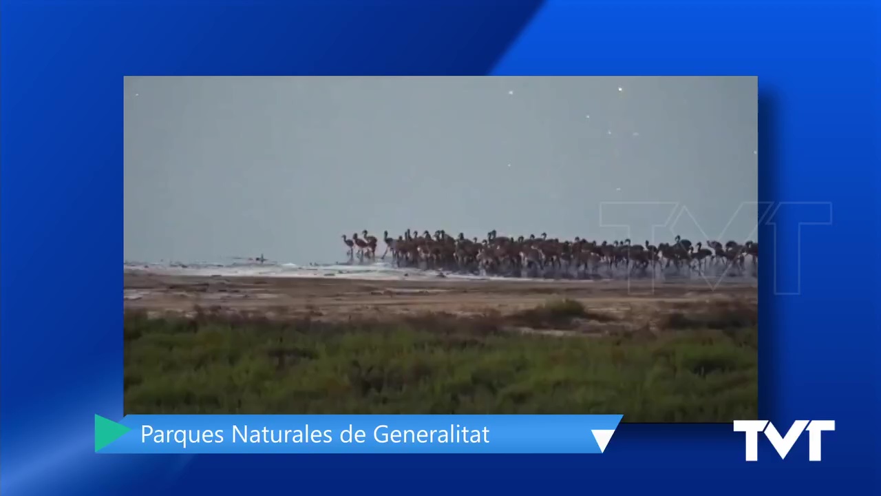 Imagen de Extraordinarias imágenes de los pollos de flamenco en el parque natural de Torrevieja y La Mata